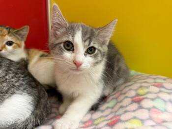 Arthur -  Tabby Cat for Adoption in Powell, Ohio - Arthur | PetCurious