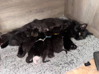 Domestic Medium Hair Cats Available for Adoption in Fruit Heights, Utah - Monica | PetCurious