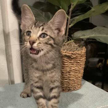 Domestic Short Hair Cats Available for Adoption in Tallahassee, Florida - Beaux Haines | PetCurious