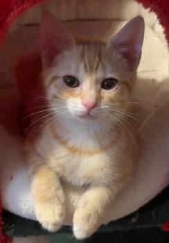 Lion -  Tabby and Domestic Short Hair Cat for Adoption in Garner, North Carolina - Lion | PetCurious