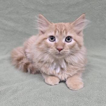 Hershel -  Domestic Medium Hair Cat for Adoption in Frankfort, Indiana - Hershel | PetCurious