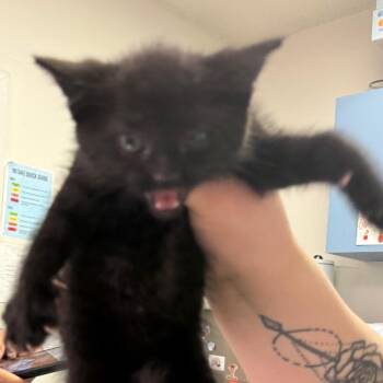 Domestic Short Hair Cats Available for Adoption - Mo | PetCurious