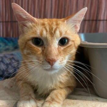 Bugs Bunny -  Domestic Short Hair Cat for Adoption in Buffalo, Minnesota - Bugs Bunny | PetCurious