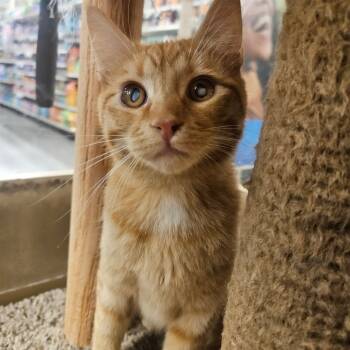 Rescue Domestic Short Hair Cats for Adoption in Grantsville, Utah - Solomon | PetCurious