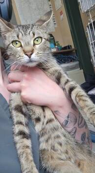 Domestic Short Hair Cats Available for Adoption in Metamora, Illinois - Lizzie-Q | PetCurious