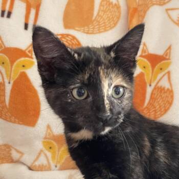 Sublime -  Domestic Short Hair Cat for Adoption in Chicago, Illinois - Sublime | PetCurious