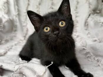 UMBERION -  Domestic Short Hair Cat for Adoption in Fort Wayne, Indiana - UMBERION | PetCurious