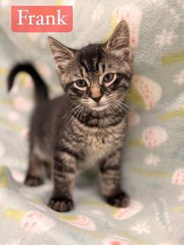 Frank -  Domestic Short Hair Cat for Adoption in Hobart, Indiana - Frank | PetCurious