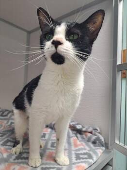 Bailey -  Domestic Short Hair Cat for Adoption in Manning, South Carolina - Bailey | PetCurious