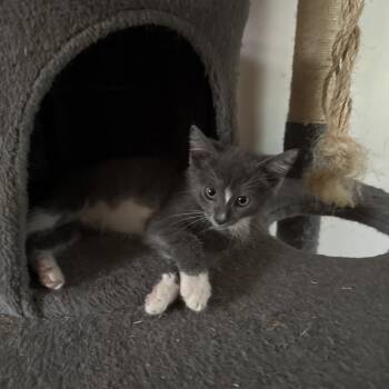 Rescue Domestic Short Hair Cats for Adoption in Chattanooga, Tennessee - Snip | PetCurious