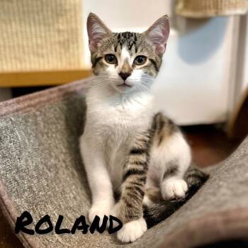 Roland -  Domestic Short Hair Cat for Adoption in Ephrata, Pennsylvania - Roland | PetCurious