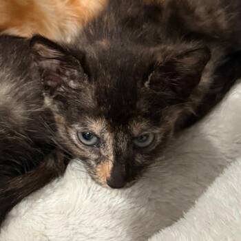 Cinnamon -  Domestic Short Hair and Extra Toes Cat Hemingway Polydactyl Cat for Adoption in NEW PT RICHEY, Florida - Cinnamon | PetCurious