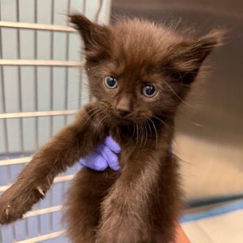 Jack -  Domestic Short Hair Cat for Adoption in Greensboro, North Carolina - Jack | PetCurious