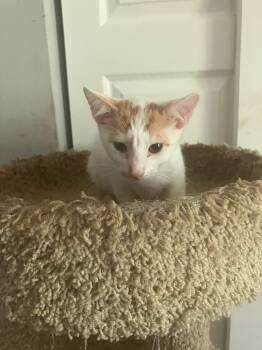 Nickels -  Domestic Short Hair Cat Available for Adoption in Alafaya, Florida - Nickels | PetCurious