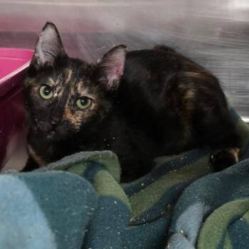 Kimberly -  Domestic Short Hair Cat for Adoption in Spokane, Washington - Kimberly | PetCurious