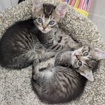 Rescue Tabby Cats for Adoption in Manchester, Connecticut - STAR & BURST | PetCurious