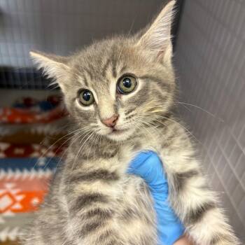 Caesar Salad -  Domestic Short Hair Cat for Adoption in Columbiana, Alabama - Caesar Salad | PetCurious