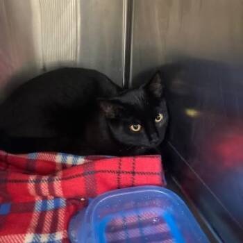 Rescue Domestic Short Hair Cats for Adoption in Mitchell, South Dakota - Chanel - Black Cat -now In Foster Care | PetCurious