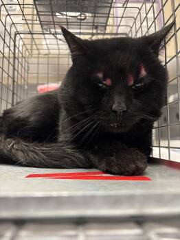 KRAFT -  Domestic Long Hair Cat for Adoption in Las Vegas, Nevada - KRAFT | PetCurious