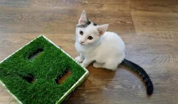 Arroyo Seco -  Domestic Short Hair Cat for Adoption in Apex, North Carolina - Arroyo Seco | PetCurious