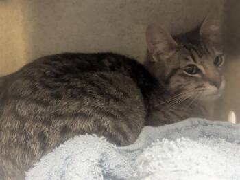 KRISTINA -  Domestic Short Hair Cat for Adoption in Kent, Washington - KRISTINA | PetCurious