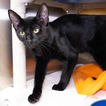 Goji -  Domestic Short Hair Cat for Adoption in Seattle, Washington - Goji | PetCurious