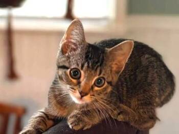Liberty -  Domestic Short Hair Cat for Adoption in Kansas City, Missouri - Liberty | PetCurious