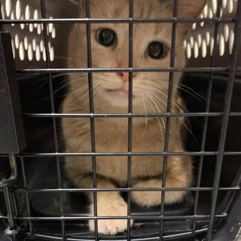 Glenda -  Domestic Short Hair Cat for Adoption in Charlottesville, Virginia - Glenda | PetCurious