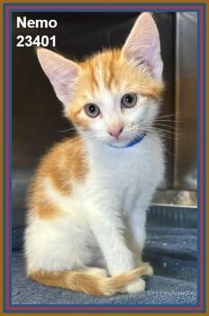 NEMO (see also littermates) -  Domestic Short Hair Cat for Adoption in Marietta, Georgia - NEMO (see Also Littermates) | PetCurious