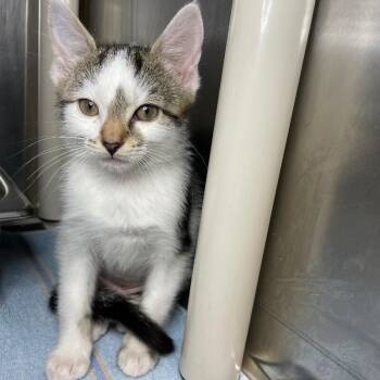 Stegosaurus -  Domestic Short Hair Cat for Adoption in Roanoke, Virginia - Stegosaurus | PetCurious