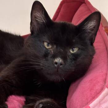 Graham -  Domestic Short Hair Cat for Adoption in Batavia, New York - Graham | PetCurious