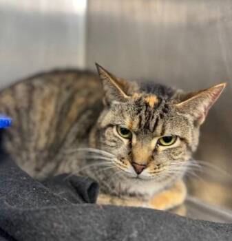 Domestic Short Hair Cats Available for Adoption - Callie | PetCurious