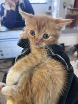 Domestic Short Hair Cats Available for Adoption in West Chester, Pennsylvania - Chewy | PetCurious