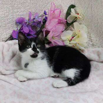 Izzy -  Tuxedo Cat Available for Adoption in Hood River, Oregon - Izzy | PetCurious