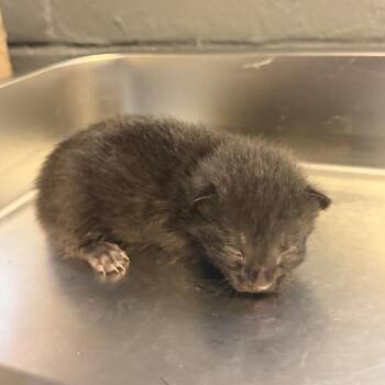 TUSC-Stray-85630_2_3_4 -  Domestic Short Hair Cat for Adoption in Tuscaloosa, Alabama - TUSC-Stray-85630_2_3_4 | PetCurious