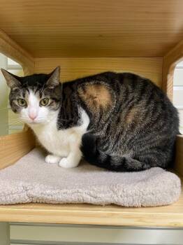 Rescue Domestic Short Hair Cats for Adoption in New Philadelphia, Ohio - Wesson | PetCurious