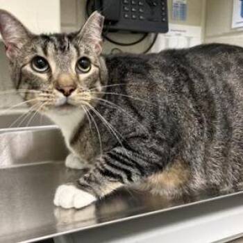 Romeo -  Domestic Short Hair Cat for Adoption in Nashville, Tennessee - Romeo | PetCurious
