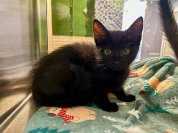 Domestic Short Hair Cats Available for Adoption in Fort Worth, Texas - Colander | PetCurious