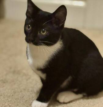 Rescue Tuxedo Cats for Adoption in Raleigh, North Carolina - Jazzy | PetCurious