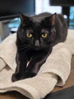 NIGHTSHADE -  Domestic Short Hair Cat for Adoption in Las Vegas, Nevada - NIGHTSHADE | PetCurious