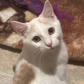 Domestic Short Hair Cats Available for Adoption - Echo | PetCurious