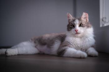 May -  Domestic Medium Hair Cat for Adoption in Seattle, Washington - May | PetCurious