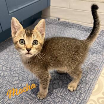 Mocha #demitasse-trio -  Abyssinian Cat for Adoption in Houston, Texas - Mocha #demitasse-trio | PetCurious