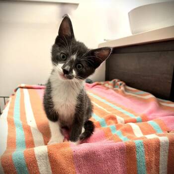 Hank -  Domestic Short Hair Cat for Adoption in Spokane, Washington - Hank | PetCurious