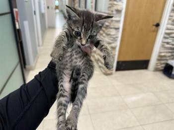 DARLA -  Domestic Short Hair Cat for Adoption in Rowlett, Texas - DARLA | PetCurious