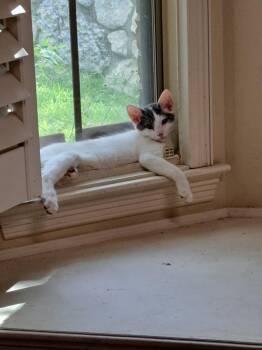 Jade -  Domestic Short Hair Cat for Adoption in Mckinney, Texas - Jade | PetCurious