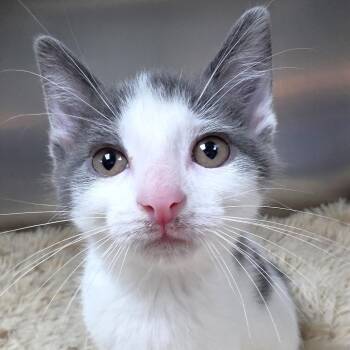 Parsnip -  Domestic Short Hair Cat for Adoption in Michigan City, Indiana - Parsnip | PetCurious