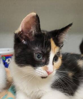 Domestic Short Hair Cats Available for Adoption in Grayslake, Illinois - Ygritte | PetCurious