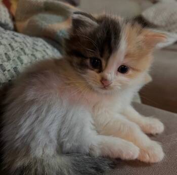 Domestic Short Hair Cats Available for Adoption in East Hartford, Connecticut - Kourtney | PetCurious