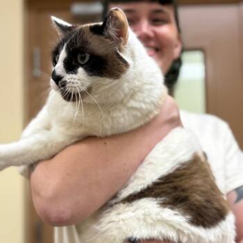 Domestic Short Hair Cats Available for Adoption in Bedford, New Hampshire - Jasper | PetCurious